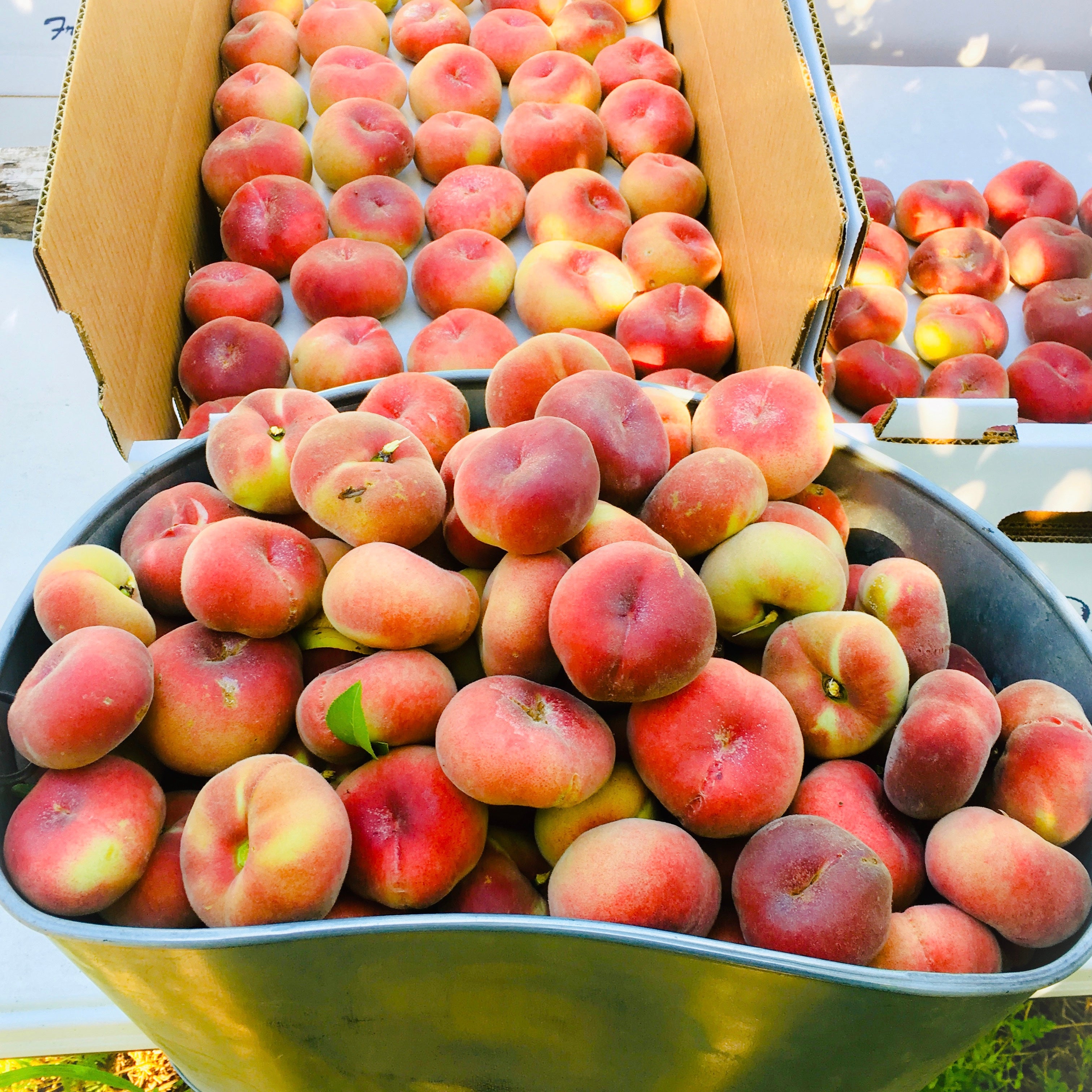 Gallery | Tony's Fruit Stand